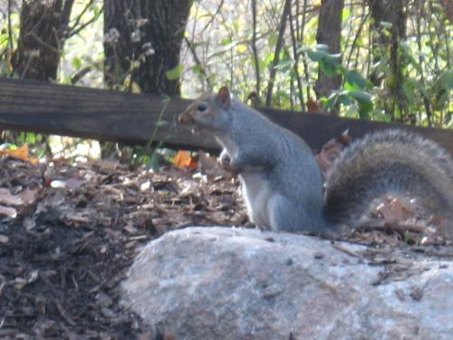 Sitting pretty - Gotta love these little rodents Sitting pretty - Gotta love these little rodents