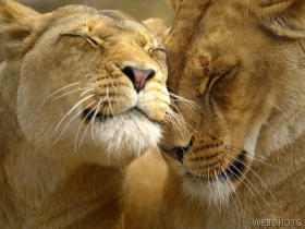 lions - its a very wild animal, king of the forest, or we can say wild cat