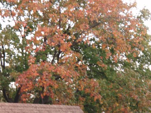 leaves changing colors - trees with some green leaves