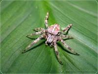 Insect - spider