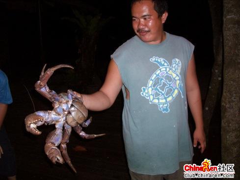 lobster or crab? - haha,do you know? :)