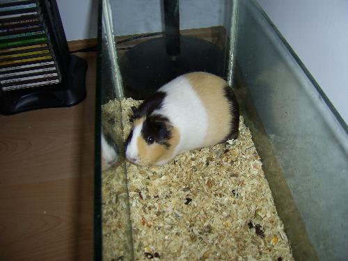 my other daughter - she is my guenny pig and i love her a lot