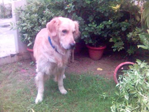 golden retriever - cute dogggggggy