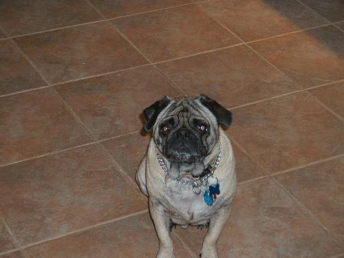 Dogs Are Us LLC -CEO Scooby - We started Dogs Are Us LLC when we Scooby he is our first son