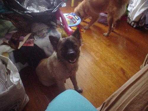 My Baby - German sherpard mixed with chow