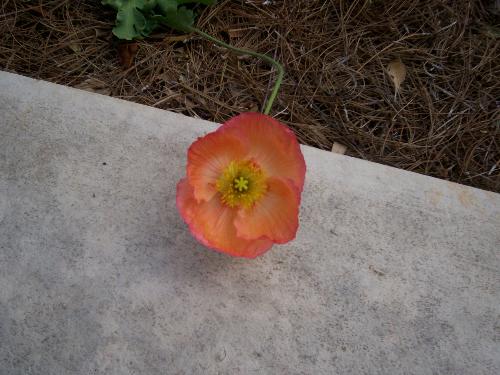 gardens - A flower my little girl liked at the gardens.