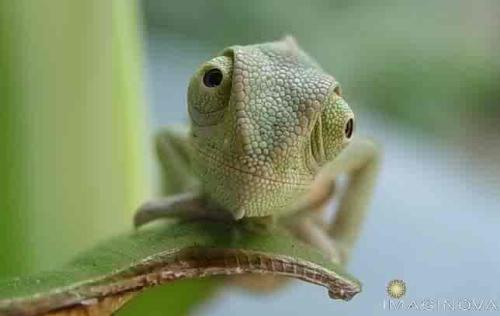 Hello? Is that you? - This chameleon is definitely NOT 'camera shy'!!!