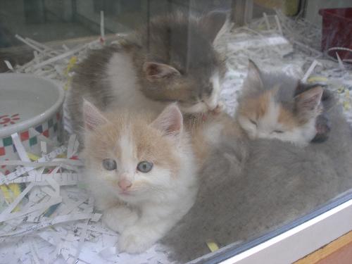 Kittens  - Photos of Kittens in a pet Shop window