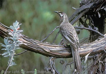 Wattle Bird - The female Wattle Bird is rather plain, but the male has a red spot. They are native to Australia.