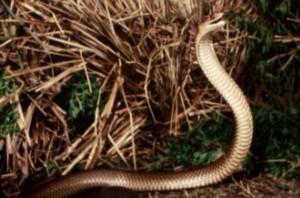 Eastern Brown Snake - The Eastern Brown Snake (called common Brown where I live) is one of the deadliest snakes in the world.