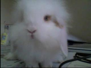 my rabbit----Holand Bean - I got a rabbit from my freind? his parent are from holand.his blue eyes,long fur and ears make him very lovely.