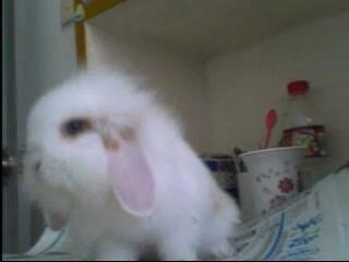 my rabbit - my 1 month old rabbit