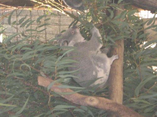 Koalas - These pictures were taken when we went to this kids park. The koalas are friendly and quiet. I love Koalas they look like teddy bears. If I could only take one home but thats illegal so i just coma and visit them if i have time