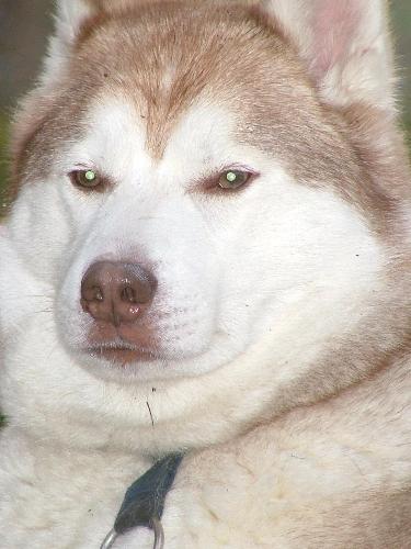 Kai - Our 9 year old Siberian Husky