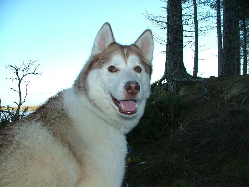 Kai at culbin forest - Kai enjoying a day out at Culbin Forest