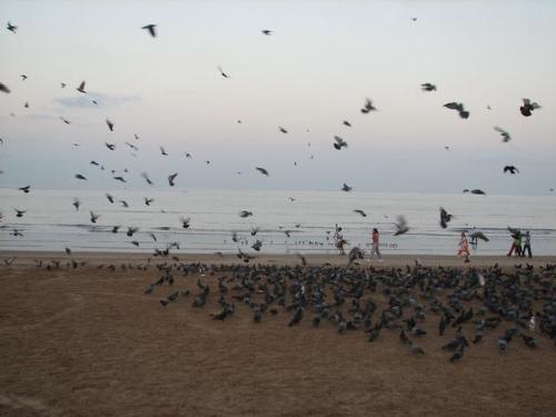 free will - just see the birds in he picture and assume what if we could also have that kind of freeness...