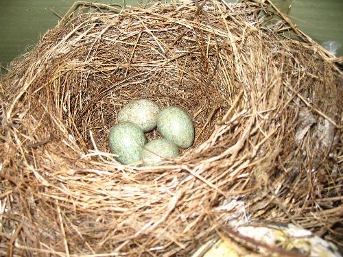 Wattle Bird eggs - The Wattle Bird in our carport laid four eggs 