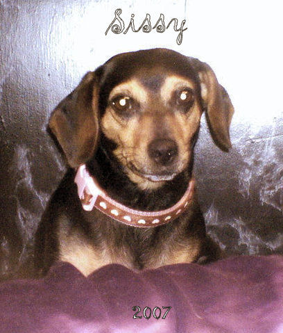 My dog 'Sissy' - This is my dog she Is half Weiner dog and half Beagle!