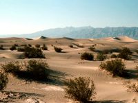Classic desert - Classic desert,with some bushes