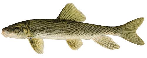 A white SUCKER! - dmgsdtj [sh[ksdj [iosae [oidrhj[ A white SUCKER! - dmgsdtj [sh[ksdj [iosae [oidrhj[