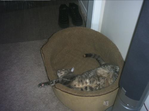 The Diva is Resting - This is my cat. My only child. Can you tell she's spoiled??