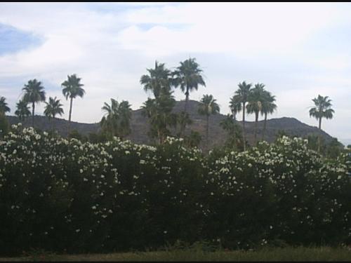 View Of Arizona - I stayed at Homestead Suites in Phoenix, AZ. I went there to see if it is actually where I want to permanately live. This is the view when I walked outside of the hotel. Absolutely gorgeous. Here's the kicker, if you view it close enough, you'll see faces in the palm trees!!! I believe I actually got ghose phenomena in my pic!!!