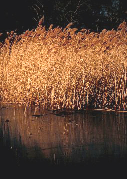 Marshy grasses in the fall - imgae of marshy grasses