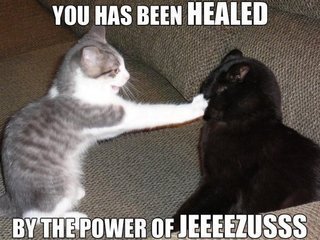 Cat Healer - One Cat Trying to heal another cat