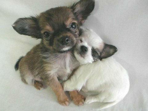 Sending Hugs - puppies hugging