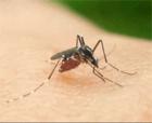 mosquito photo - a mosquito is sucking blood from a human being