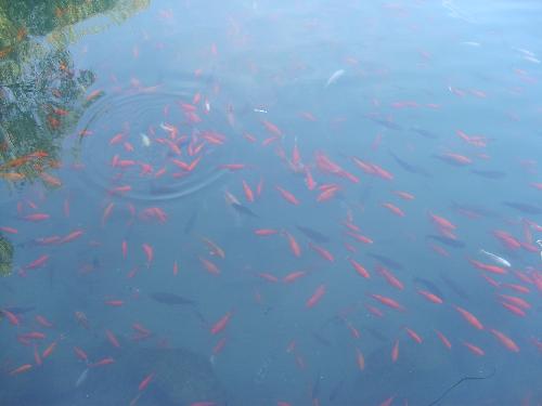 goldfish - Goldfish in a lake.