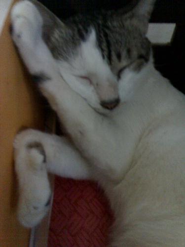 Kuting - Very lazy cat. He's always sleeping....