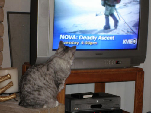 Cat.... - Cat....waiting for her favorite program