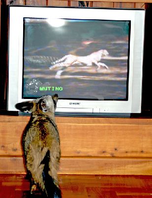 Animals.... - Animals....just love T.V