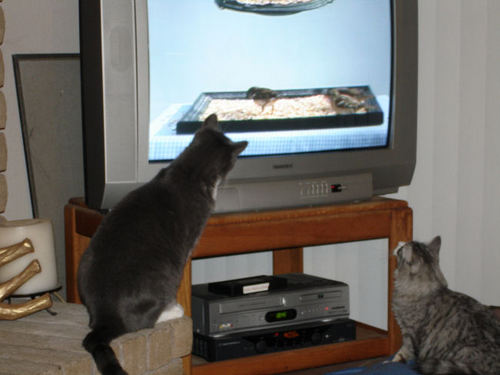 Cats.... - Cats....my cats just love the T.V