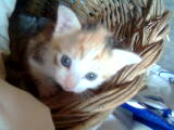 Layla the sweet devil kitten - In your journeys you won't meet only nice people but you'll meet even animals that you start to care for them. This is the female kitten Layla, born in Italy, named by me. She is very playful, but this little fur ball is a real devil and helpful. She annoys my mother while I'm gone for me. Today she is all mature and I hope to see her again along with my mother and the rest of the family that live there. I sure miss them.