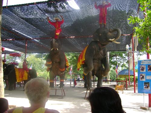elephant show - elephant do some acrobatic