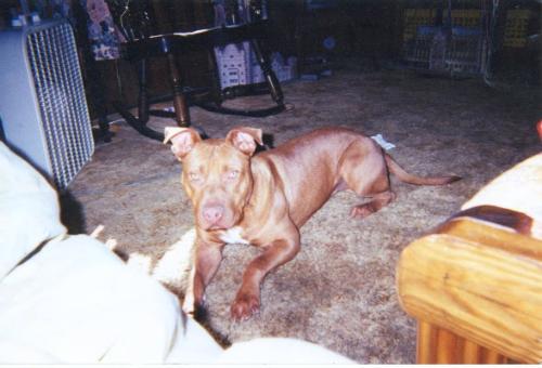 My Baby Redman - A picture of my Pit Redman, R.I.P.. He was like my son, he loved me with all his heart and soul. I miss you baby!