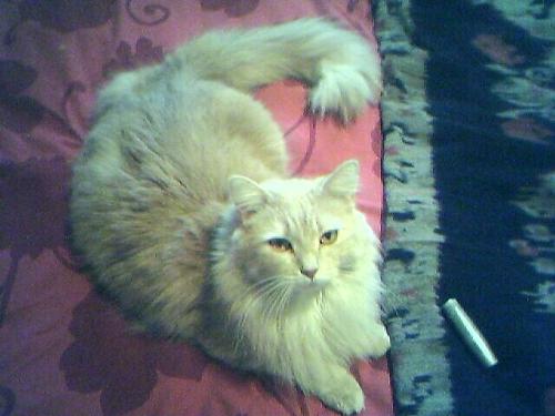 My cat - Solis