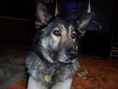 Our handsome dog Cherokee - This is our dog Cherokee a 7 year old German Shepherd/Husky cross. He is a wonderful animal...loving, smart and really a big 'wuss' at heart.