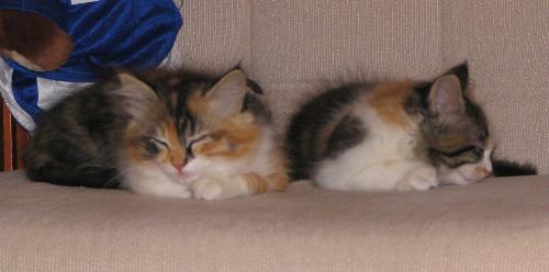 My Baby Kitties - London (left) and Sydney (right)