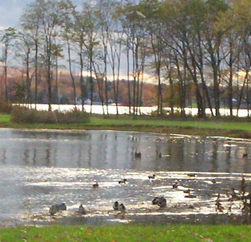 Senery - a picture of ducks on the water.