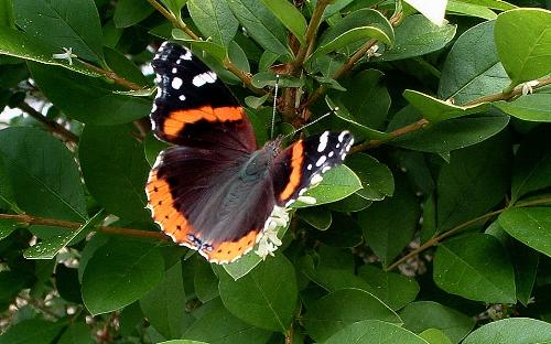 butterfly - a butterfly sitting on a bush out in front of my house