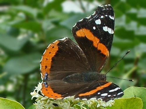 butterfly - butterfly on a bush