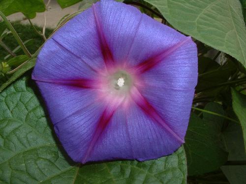 morning glory -  close up of a morning glory in my backyard