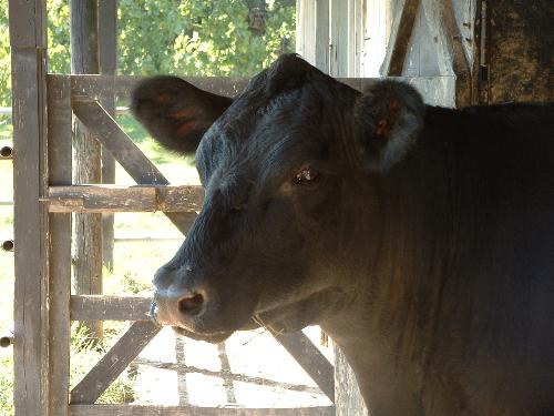 cool cow - cow in lockport