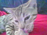 Bengal Tiger Kitty - This is Mia-- Mama Mia Solelia in full.... Solelia is something along the lines of water in Indian. I have recently heard of these 'Toyger' cats. And they are quite similar but my Mia girl has 'rosetta spots' on her. So, she is more like a mix between a tiger and a leopard. She is quite wild looking!   Toygers look like tigers. Bombays look like panthers. Bengal Tiger Cats look like bengal tigers...they can have spots, stripes, marble-ized look.    I'm not sure how long the fist two have been being bred but I do know that Mia (my bengal tiger kitty) is about 6th down in generation. Doesn't seem like that much but apparently it's quite down the line. It helps weed out the wildness in them. And even though we all like the wild look- BELIEVE ME- you do NOT want the wild behavior!
