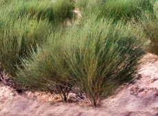 Rooiboos - Rooiboos shrub