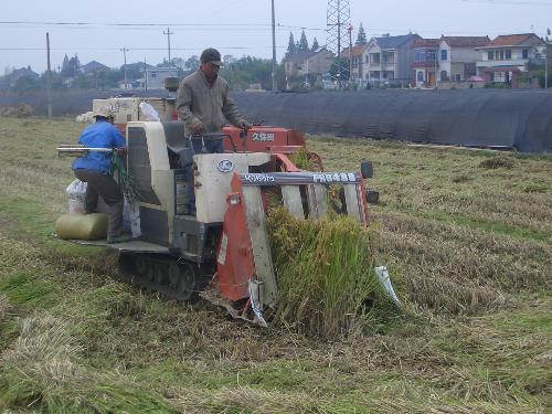 Chinese farmers harvesting rice in the field - October is the time for the rice or crops to be harvested. This photo I took shows two Chinese farmers using their rice-cutting truck in the field. 