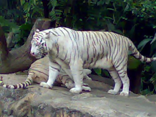 White Tiger - White Tigers Are An Aberration Artificially Breed And Proliferated By Some Zoo, Private Breeders And Few Circuses Who Do So For Economic Rather Than Conservation Reasons.